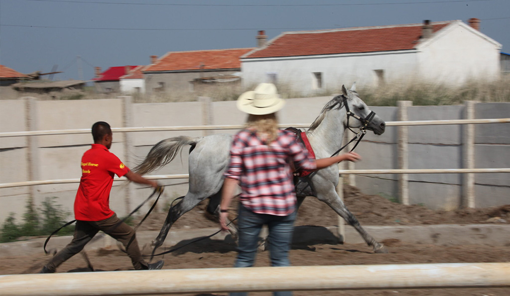 Horse Whispering goes to Inner Mongolia