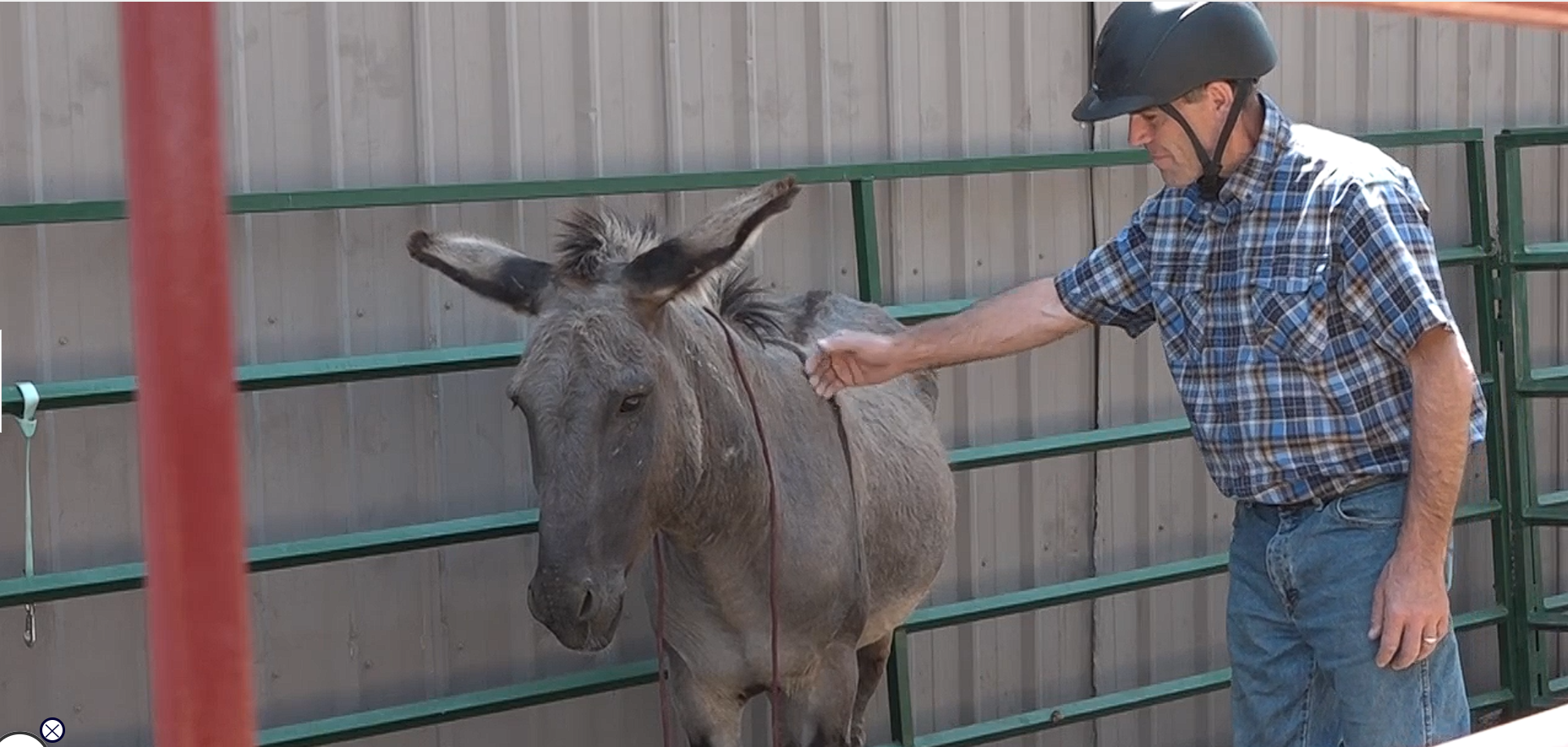 From wild to welcomed: Inside a Redmond burro gentling clinic