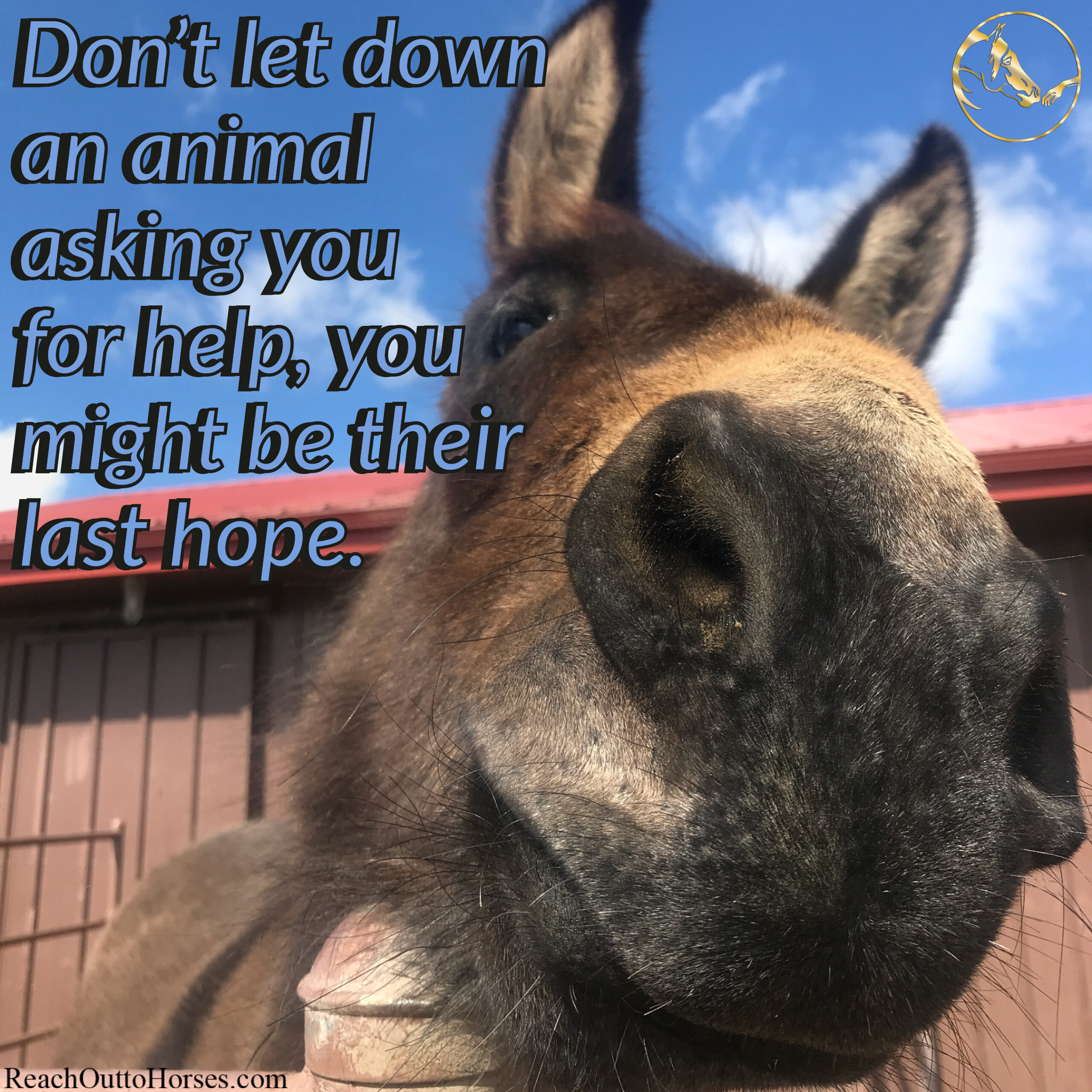 Don't Let Down an Animal Asking You for Help, You Might Be Their Last Hope
