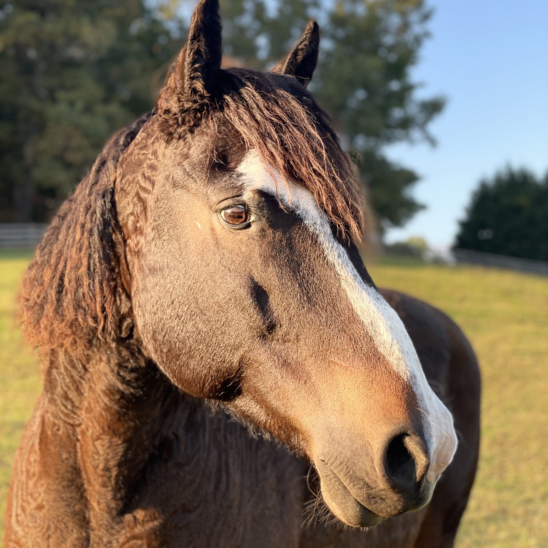 Guinness, an Equine Warrior Rescue